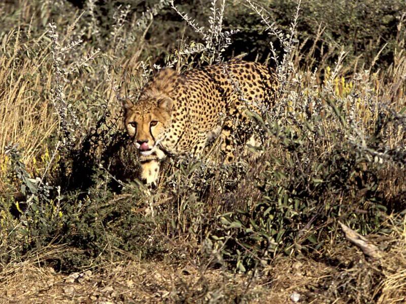 10.Travel Africa Namibia cheetah