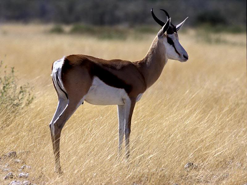 11.Travel Africa Namibia impala