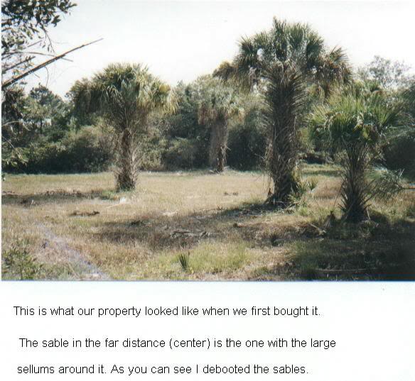 Front yard (before) 1998
