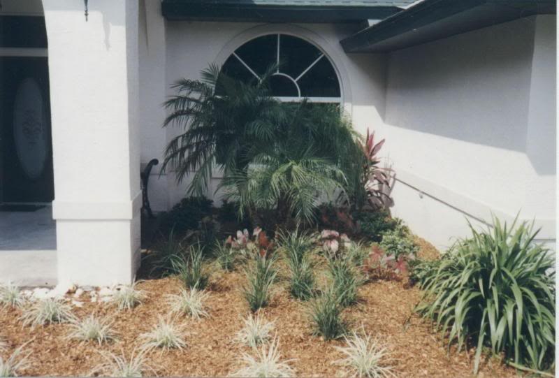 Pygmy date palms (before)