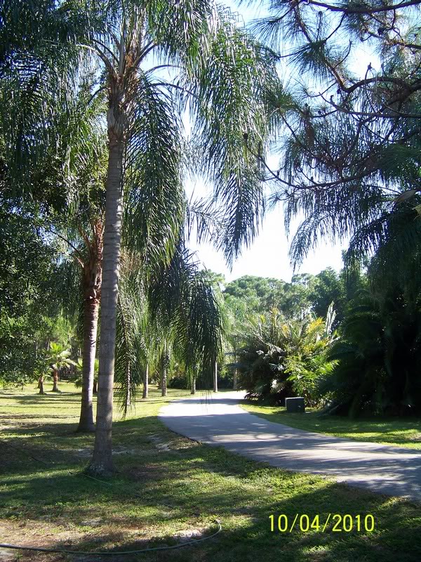Queen palms (after), October 2010.