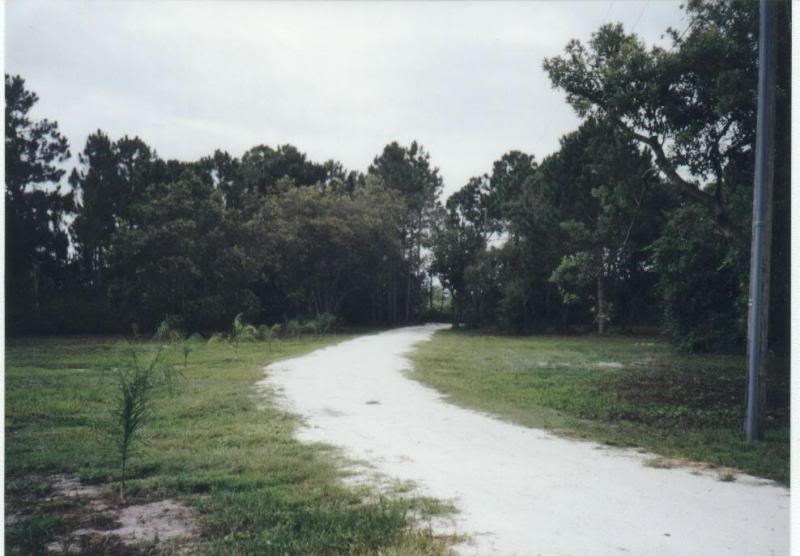 Queen palms (before photo) 1999