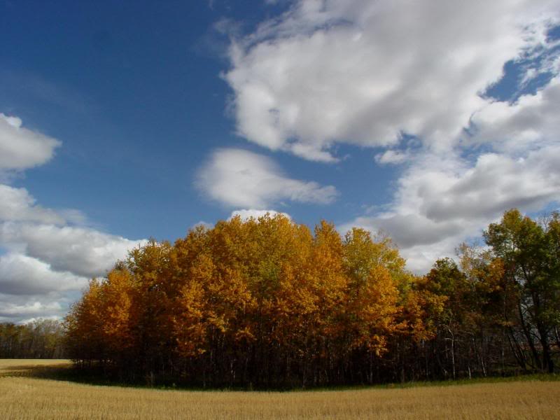 Changing Fall Leaves