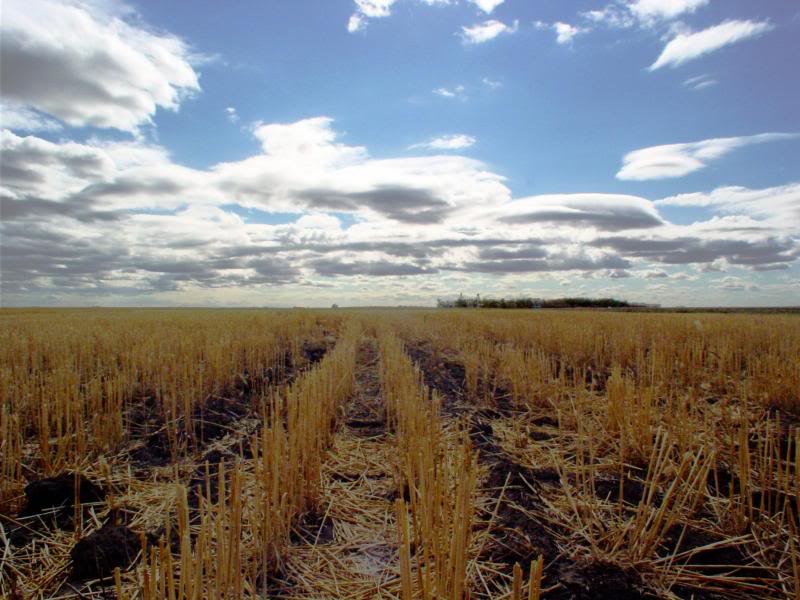 Field of Stubble