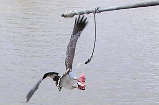 Eagle Got it Croc Tucker