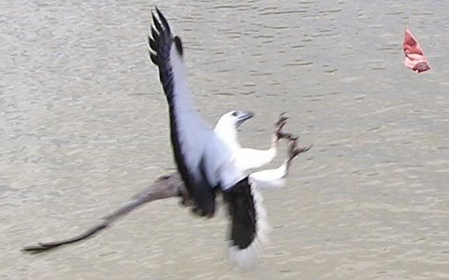 Eagle pinching Croc Tucker