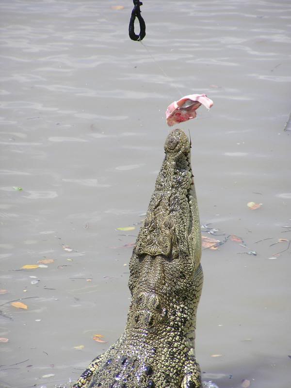 Hungry Salty Crocadile