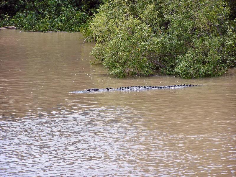 Male Crocadile Looking for a Feed