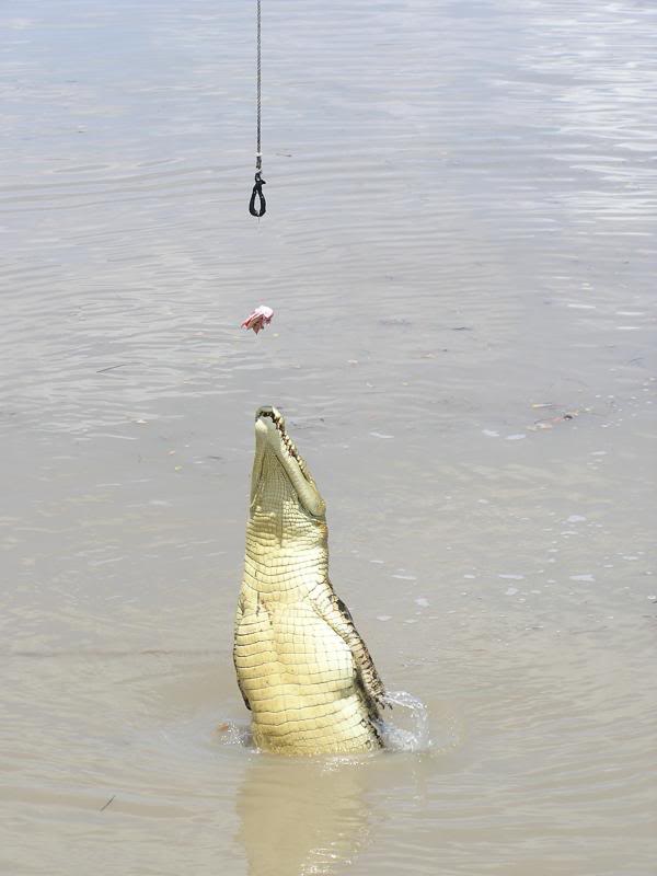 Man, the croc don't know when to say no