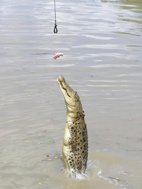 Pregant Female Croc - Adelaide River NT