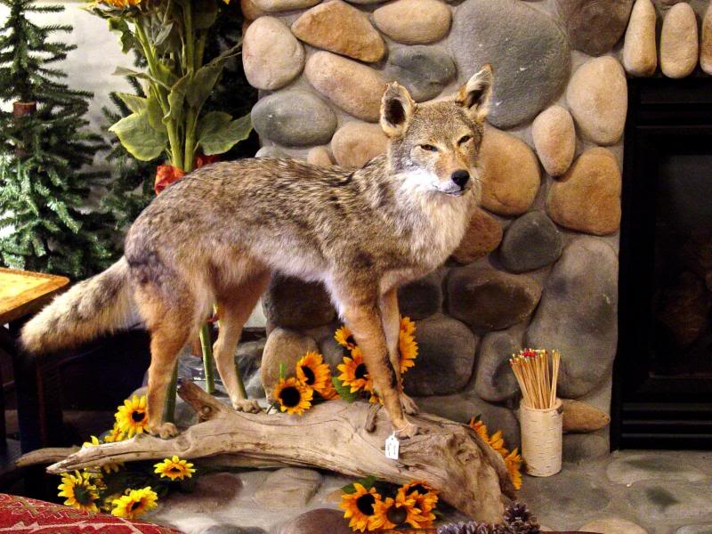 Coyote by fireplace