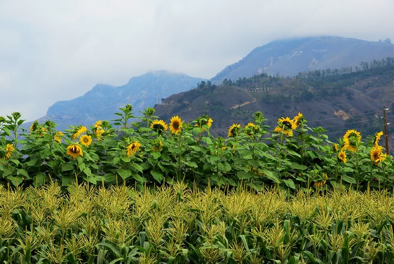 Sunflowers and Hills in the Mist