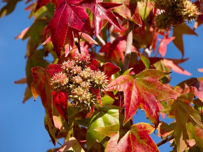 The Colors of the Season