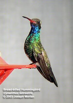 Broad-billed Hummingbird