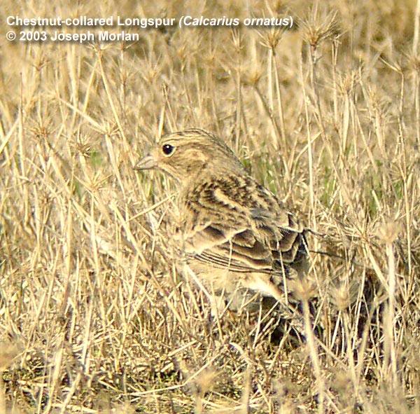 Chestnut-collar ed Longspur