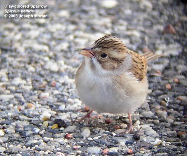 Clay-colored Sparrow