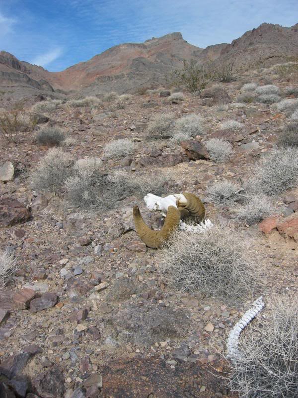 Corkscrew Peak, with sheep head and spine
