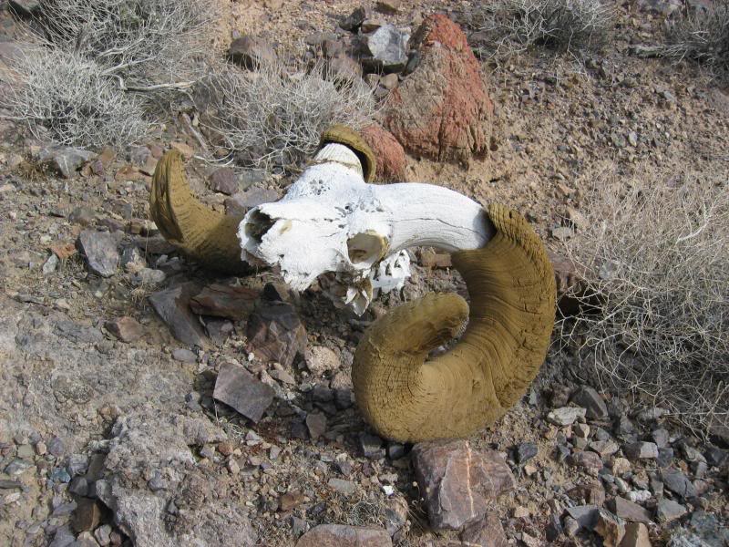 This sheep head was pretty big, ~10-15 years old?